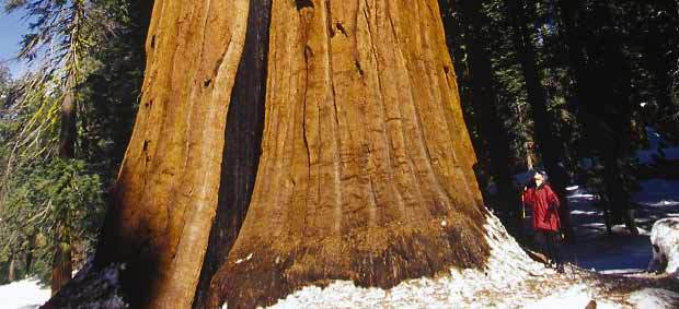 Photo of Sequoia National Park, Wuksachi Village and Lodge, Sequoia National Park, CA