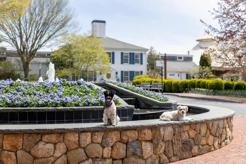 Photo of Wequassett Resort and Golf Club, Harwich, MA