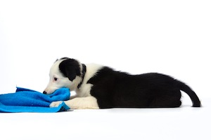 Cute photo of Hospitality Hound