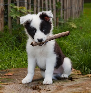 Cute photo of Hospitality Hound