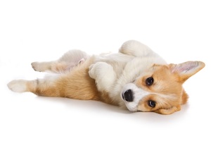 Cute photo of Hospitality Hound