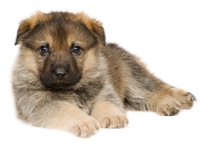 Cute photo of Hospitality Hound