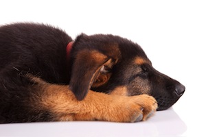 Cute photo of Hospitality Hound