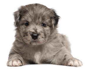 Cute photo of Hospitality Hound