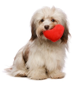 Cute photo of Hospitality Hound