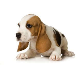 Cute photo of Hospitality Hound