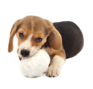 Cute photo of Hospitality Hound