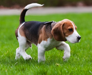 Cute photo of Hospitality Hound