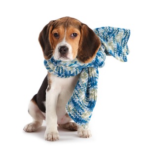 Cute photo of Hospitality Hound