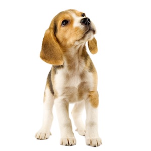 Cute photo of Hospitality Hound