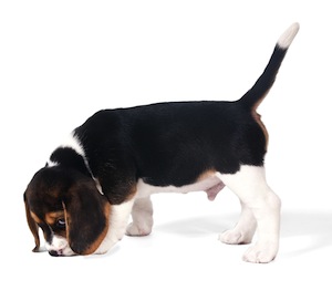 Cute photo of Hospitality Hound