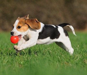 Cute photo of Hospitality Hound