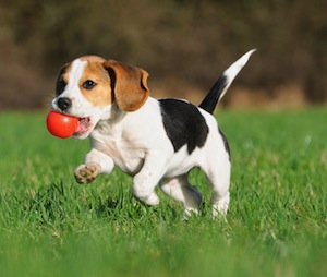 Cute photo of Hospitality Hound