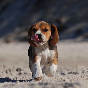 Cute photo of Hospitality Hound