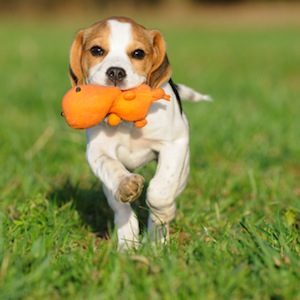 Cute photo of Hospitality Hound