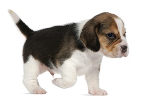 Cute photo of Hospitality Hound