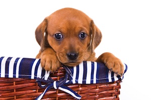 Cute photo of Hospitality Hound