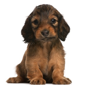 Cute photo of Hospitality Hound