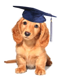 Cute photo of Hospitality Hound