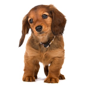 Cute photo of Hospitality Hound