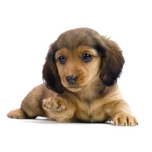 Cute photo of Hospitality Hound