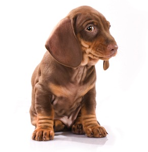 Cute photo of Hospitality Hound