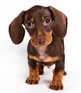 Cute photo of Hospitality Hound