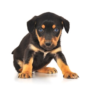 Cute photo of Hospitality Hound
