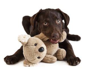 Cute photo of Hospitality Hound