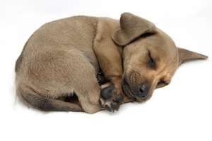 Cute photo of Hospitality Hound