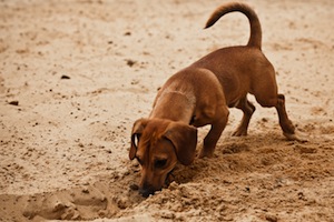 Cute photo of Hospitality Hound