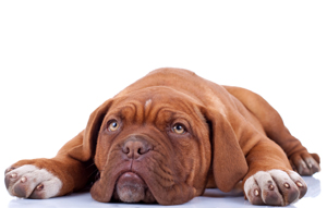 Cute photo of Hospitality Hound