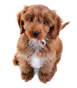 Cute photo of Hospitality Hound