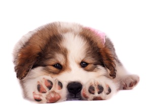 Cute photo of Hospitality Hound