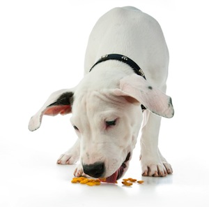 Cute photo of Hospitality Hound