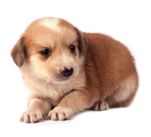 Cute photo of Hospitality Hound