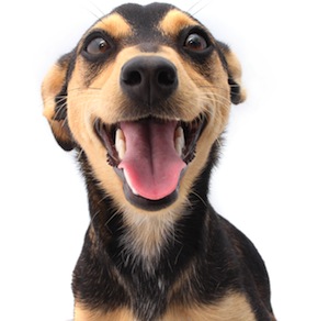 Cute photo of Hospitality Hound