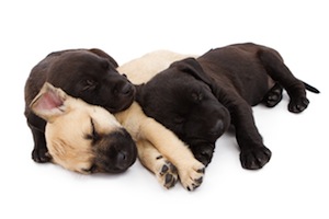 Cute photo of Hospitality Hound