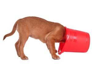Cute photo of Hospitality Hound
