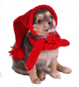 Cute photo of Hospitality Hound