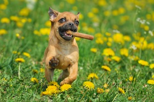 Cute photo of Hospitality Hound