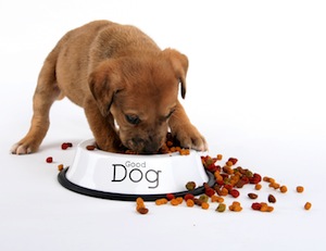 Cute photo of Hospitality Hound