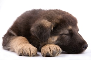 Cute photo of Hospitality Hound
