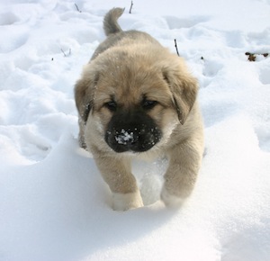 Cute photo of Hospitality Hound
