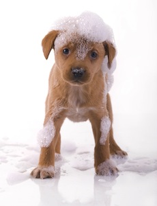 Cute photo of Hospitality Hound