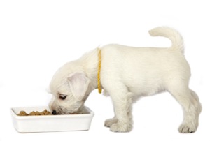 Cute photo of Hospitality Hound