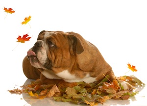 Cute photo of Hospitality Hound
