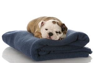 Cute photo of Hospitality Hound