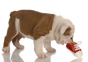 Cute photo of Hospitality Hound