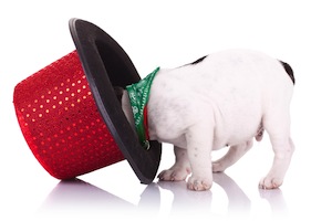 Cute photo of Hospitality Hound